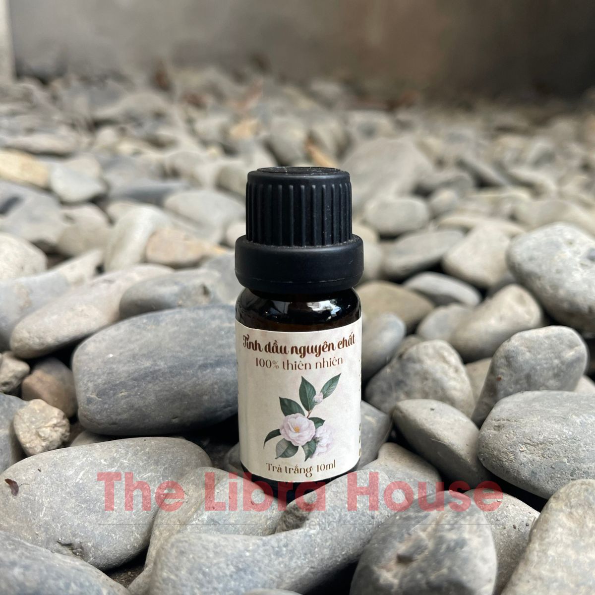 Tinh dầu xông trà trắng 3 Tinh dầu xông trà trắng 3