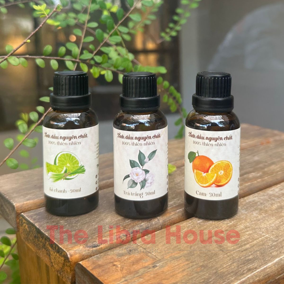 Tinh dầu xông trà trắng 5 Tinh dầu xông trà trắng 5